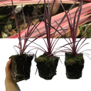 Cordyline Charlie Boy Plants (Set of 3 or 6)