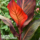 Verdant Living Canna Tropicanna Live Plant in Pot. Tropical Canna Lily with Multicoloured Foliage & Summer Flowers. Well Established Plant. Suitable for Patios Plants