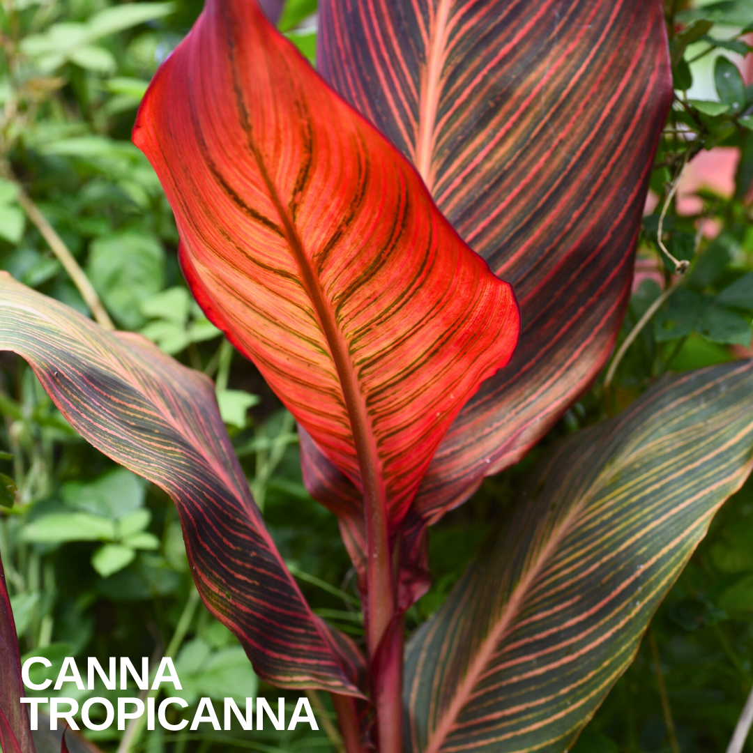 Canna foliage with large upright leaves striped in red, orange and green