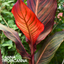 Verdant Living Canna Tropicanna Live Plant in 3L Pot. Tropical Canna Lily with Multicoloured Foliage & Summer Flowers. Well Established Plant. Suitable for Patios, Borders, Containers & Garden Beds