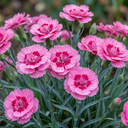 Fragrant Dianthus Plants (Set of 3 or 6)