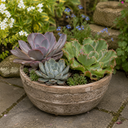 3 Echeveria Succulent Plants, 9cm Pots, Assorted Mix