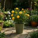 3Ltr Patio Rose Bush, Nursery Pots, Garden Ready