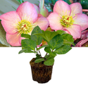 Hellebore Frostkiss Cheryl's Shine Plant (2L Pot)