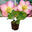 1 Large Plant - Hellebore Frostkiss Cheryl's Shine, Outdoor Garden Ready, 2L Pot
