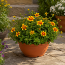 Bidens Taka Tuka Yellow Red Star Plant
