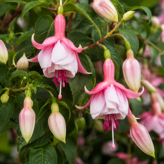 Double fuchsia flowers with deep pink sepals and white skirts, with pink buds and green leaves