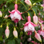 1 Large Plant - Fuchsia Bush Patio Princess, Outdoor Garden Ready, 5L Pot