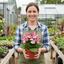 Set of 3 or 6 Garden Ready Plants – Calceolaria Calynopsis ‘Pink Bicolour’, Ready to Plant