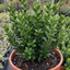 1 Euonymus Microphyllus Evergreen Hedge Plant, Hardy Low Maintenance Garden Shrub, 17cm Root-Ball