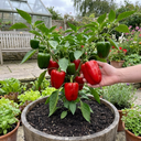 Red King Variety Plants (Set of 3 or 6)