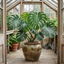 1 Monstera Deliciosa Swiss Cheese Plant, Live Tropical Indoor Houseplant, Easy Care, 17cm Root-Ball