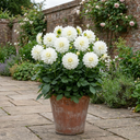Dahlia Maggiore White Plants