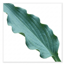 3Ltr Hosta Silly Strings, Outdoor Garden Ready, Pots