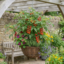 Tomato Cherry Falls Variety Plants (Set of 3 or 6)