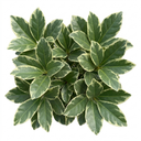 Ligustrum Argenteum Plant (2L Pot)
