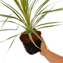 Cordyline Torbay Dazzler Plant