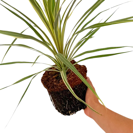 Cordyline australis 'Torbay Dazzler' (Cabbage Palm) – Variegated Evergreen (3L Pot)