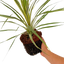 1 Large Plant - Cordyline Torbay Dazzler, Ready to Plant in Your Garden