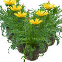 Gazania Kiss Yellow Improved Plants (Set of 3 or 6)