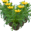 Set of 3 or 6  Large Plants - Gazania Kiss Yellow Improved, Ready to Plant in Your Garden