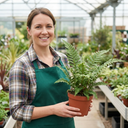 Soft Shield Fern Polystichum Setiferum Plants (Set of 3 or 6)