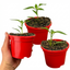 Set of 3 or 6 Large Plants - Sweet Pepper Snack Red, Ready to Plant in Your Garden