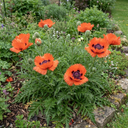Papaver Orientale Turkenlouis Plants