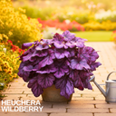 Heuchera Wildberry Plant (2L Pot)