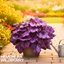 Heuchera Wildberry