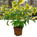 Hellebore Foetidus Plant (2L Pot)