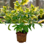 1 Large Plant - Hellebore Foetidus, Ready to Plant in Your Garden, 2L Pot