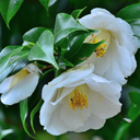 Outdoor Garden Ready Plant Plant (3L Pot)