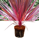 Cordyline Charlie Boy Plant