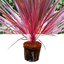 1 Large Plant - Cordyline Charlie Boy, Ready to Plant in Your Garden, Peat Free
