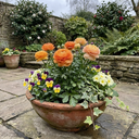 Ranunculus Vortex Orange Apricot Persian Buttercup Plants (Set of 3 or 6)