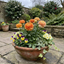 Set of 3 or 6 Ranunculus Vortex Orange Apricot Persian Buttercup Plants, Hardy Perennial, Spring Flowering, Outdoor Garden Ready, 1 Litre Root-Ball