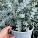 Eucalyptus France Blue Plant (5L Pot)