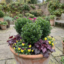 Euonymus Microphyllus Hardy Evergreen Shrub Plants (Set of 3 or 6)