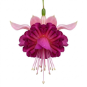 3 Trailing Fuchsia Claudia Pink Plants, Summer Bedding, 10.5cm Pots, Hanging Baskets
