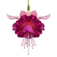 3 Trailing Fuchsia Claudia Pink Plants, Summer Bedding, 10.5cm Pots, Hanging Baskets