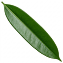Ficus Binnendijks Narrow Leaf Fig Plant