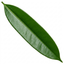 1 Ficus Binnendijks Narrow Leaf Fig, Air Purifying Tropical Indoor Houseplant, 21cm Root Ball