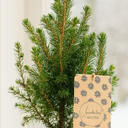 Christmas Trees
