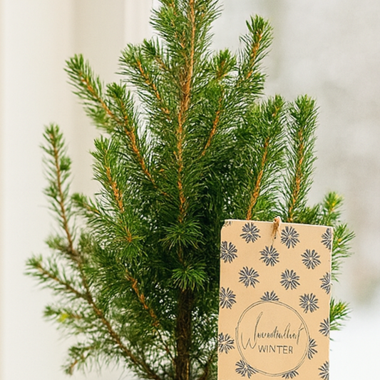Mini Christmas Tree – Living Tree in White Pot with Star (2L Pot)