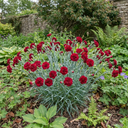Carnation Capitan Cook Dianthus Plants