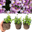 Nemesia Nuvo Pink Bicolour Plants (Set of 3 or 6)