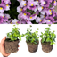 Set of 3 or 6 Large Plants - Nemesia Nuvo Pink Bicolour, Ready to Plant in Your Garden