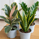 Modern Minimalist Indoor Collection Plant (1L Pot)