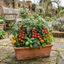 Set of 3 or 6 Large Plants - Tomato Losetto Variety, Ready to Plant in Your Garden, 10.5 cm